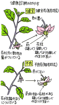 06よいナスを多収する管理のコツ Ja西春日井