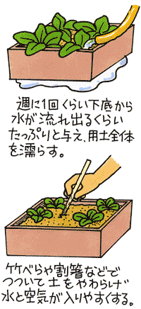 08プランター野菜 夏の水やりのコツ Ja西春日井
