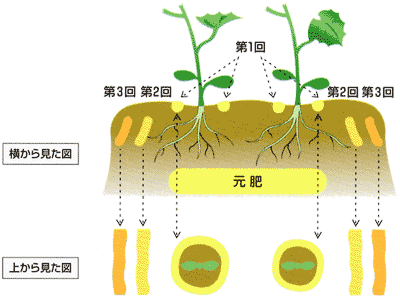 0306果菜類の追肥のポイント Ja西春日井