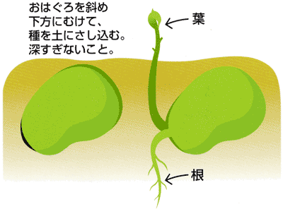 0310ソラマメの種まき Ja西春日井