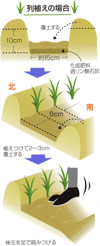 0311タマネギ苗の植え付けと肥料の与え方 Ja西春日井