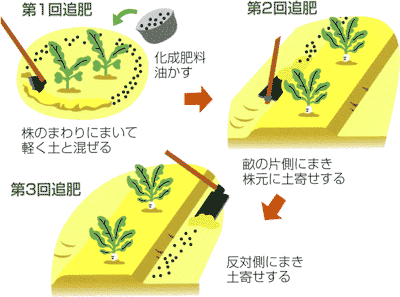 0409ダイコンの肥料の上手な施し方 Ja西春日井