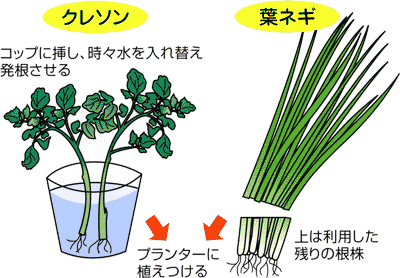 0411身近で育てる冬のプランター野菜 Ja西春日井