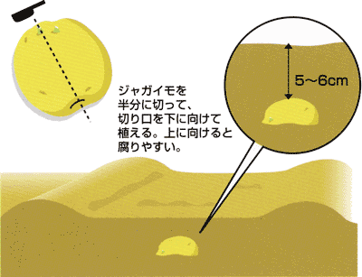 0501 ジャガイモの植えつけ Ja西春日井