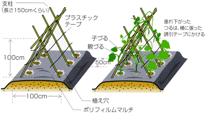 0504手軽にできるキュウリの低支柱栽培 Ja西春日井