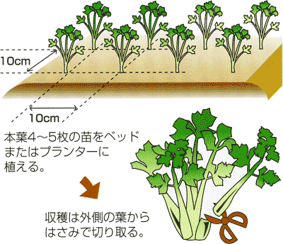 0506香りづけによいスープセロリ Ja西春日井