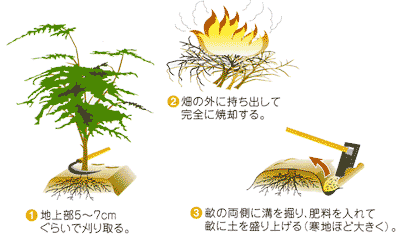 0511アスパラガス これからの管理 Ja西春日井