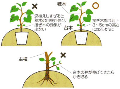 0604連作に耐える接ぎ木苗の手配は早めに Ja西春日井