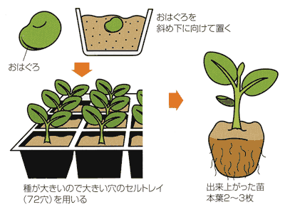 0610ソラマメの種まき 苗作り Ja西春日井