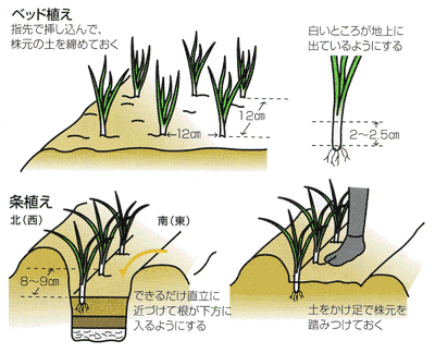 0611タマネギの植えつけと上手な施肥 Ja西春日井