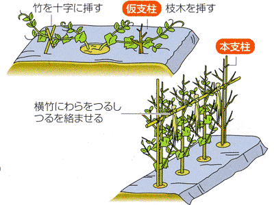 0702サヤエンドウの冬期の管理 Ja西春日井