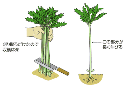 0703茎が長く伸びる新顔のシュンギク Ja西春日井