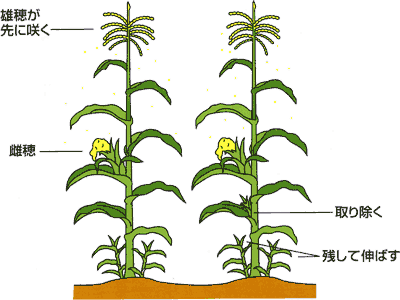 0705実入りの良いトウモロコシ作り Ja西春日井