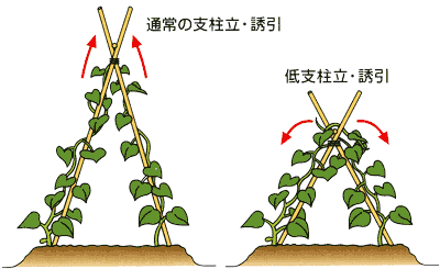 0805低い支柱で省力 キュウリの誘引 Ja西春日井