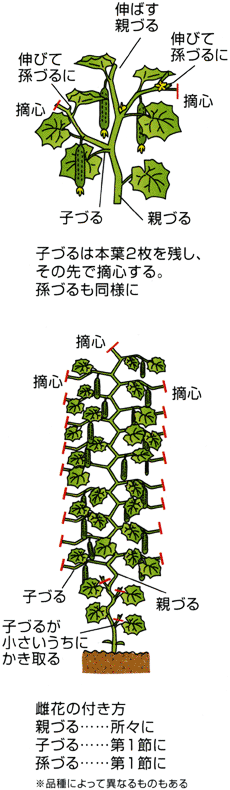 1306キュウリを上手に育てるポイント Ja西春日井