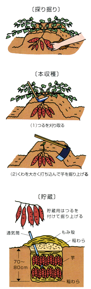 1611サツマイモの上手な収穫と貯蔵法 Ja西春日井