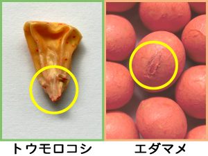 種まき トウモロコシ の