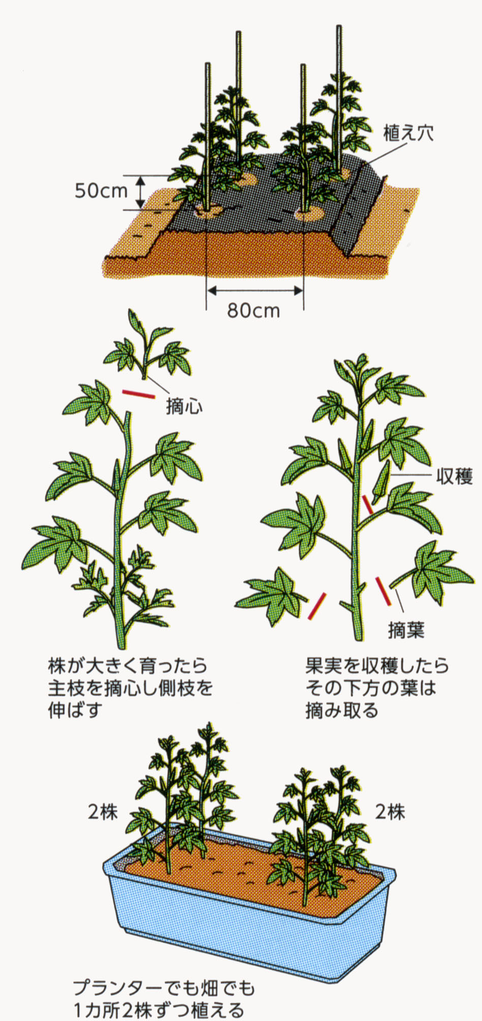 1805栄養豊か 花も楽しめるオクラ Ja西春日井