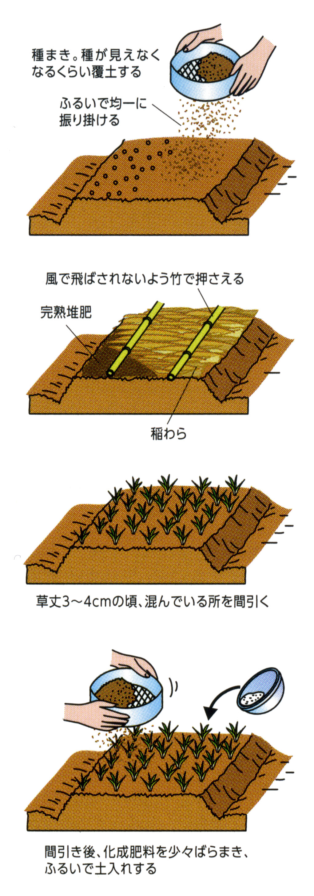 1808 タマネギのまきどきと上手な苗作り Ja西春日井