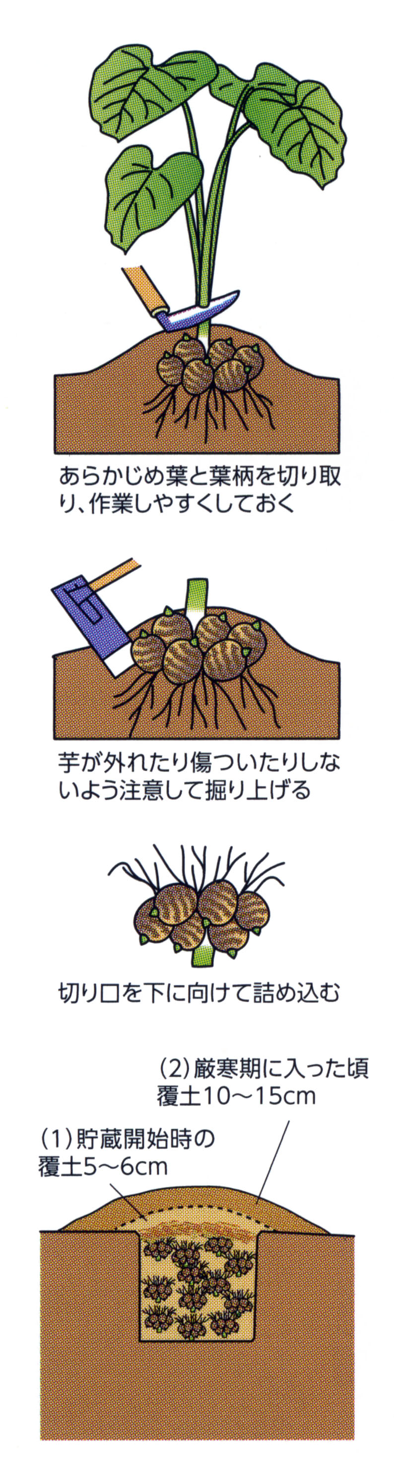 1811 サトイモの収穫と上手な貯蔵のコツ Ja西春日井