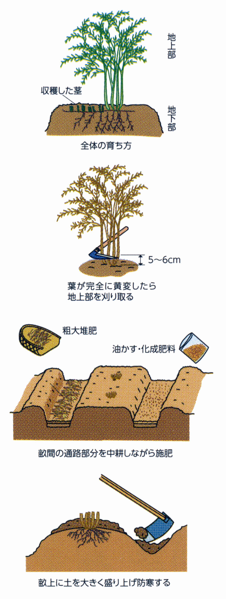 1812 冬の手入れが翌年の出来を決めるアスパラガス Ja西春日井