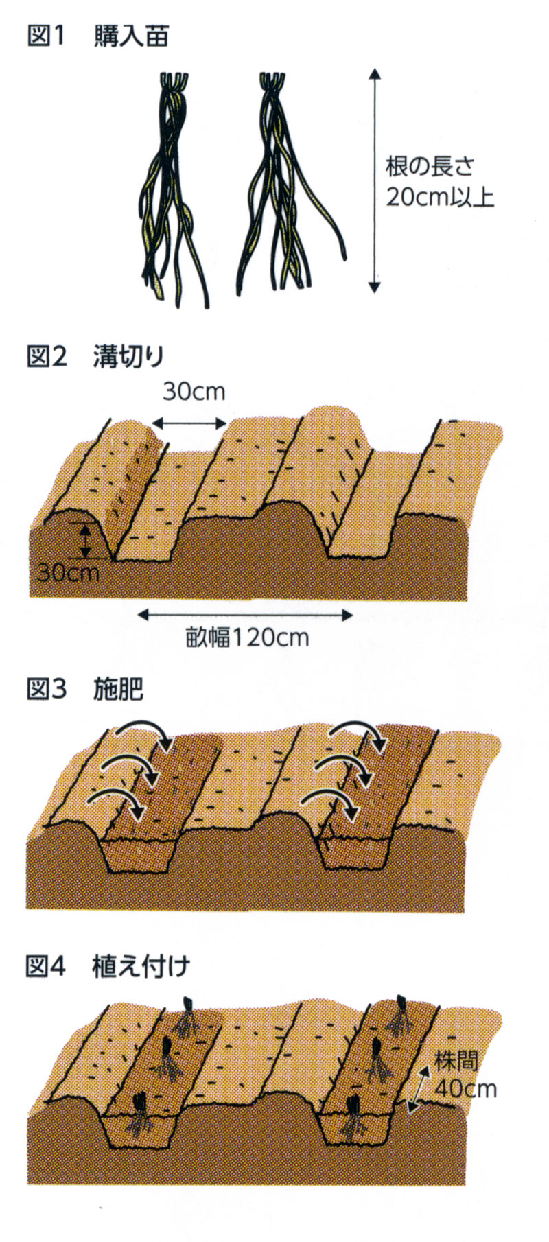 02 アスパラガス 十分な土作りをして植え付ける Ja西春日井