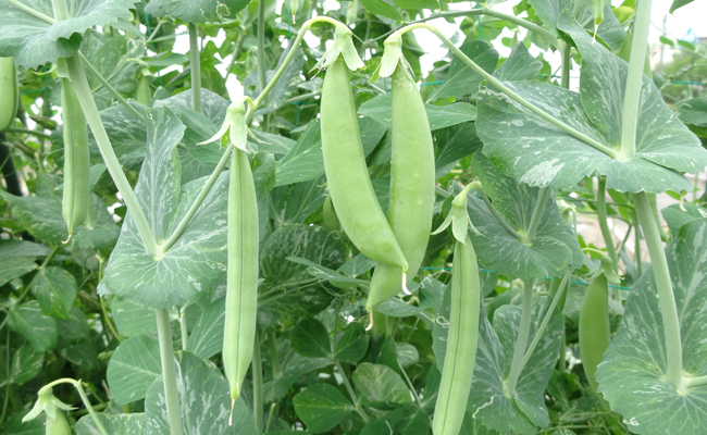 スナップ エンドウ 家庭 菜園