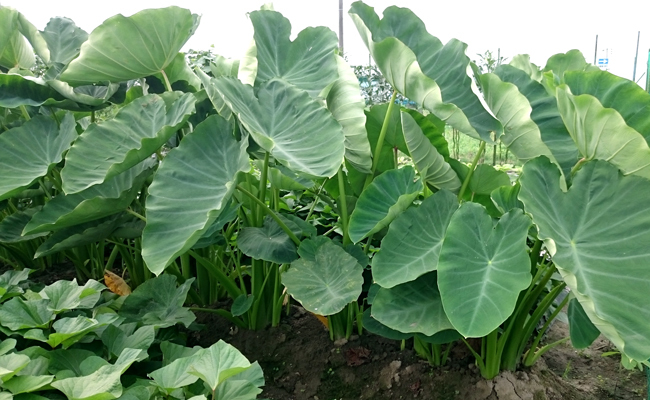 家庭菜園 サトイモ Ja西春日井